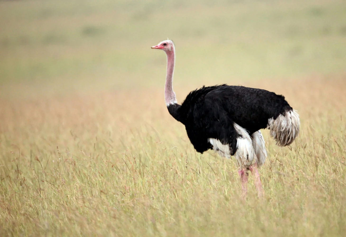 Don't be an ostrich when it comes to your cash flow!