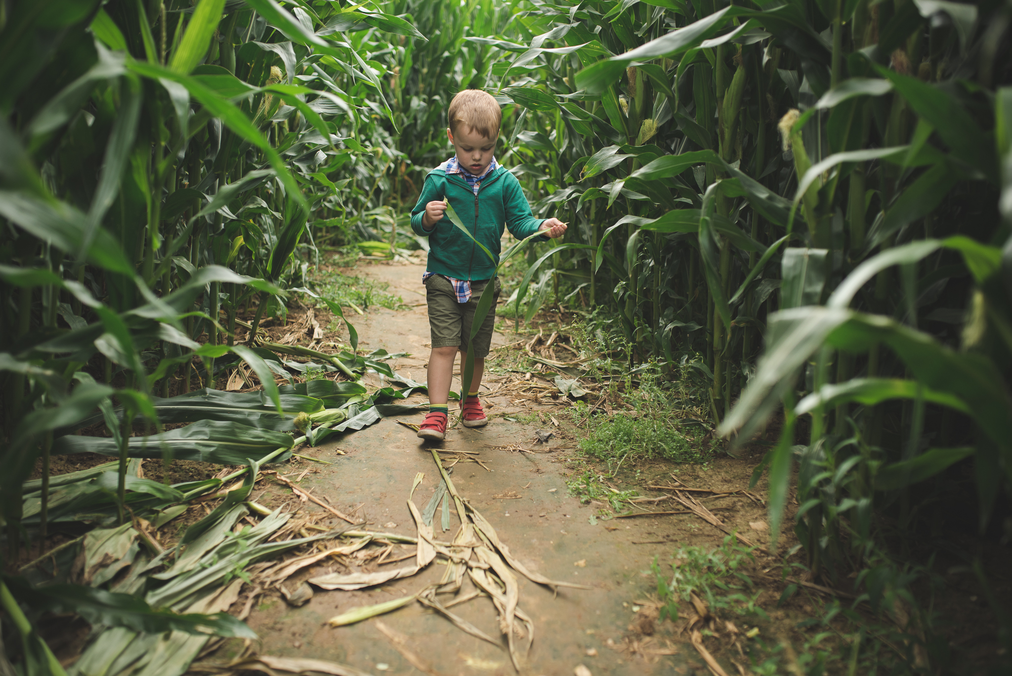 Walking through this maize maze, I snapped this as he walked followed behind me