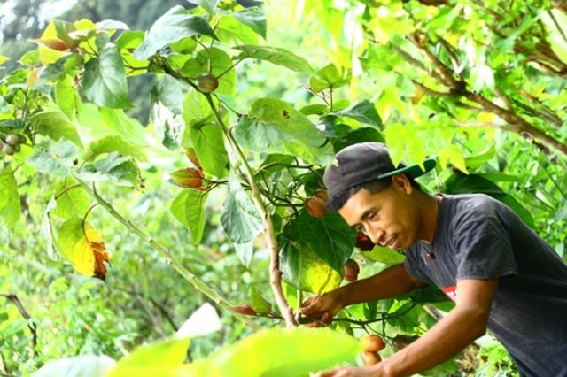 Nicolas Hernandez, Farm Manager, Atitlan Organics., Permaculture, Farm, Lake Atitlan, Guatemala, Central America, Regenerative Agriculture