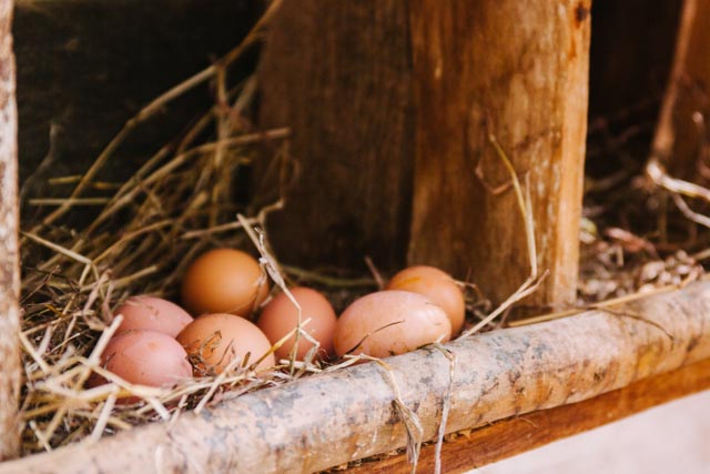 Each hen gives us a minimum of 5 eggs per week, 10 months of the year. Not mention all the beautiful compost and the work they perform with pure enjoyment.