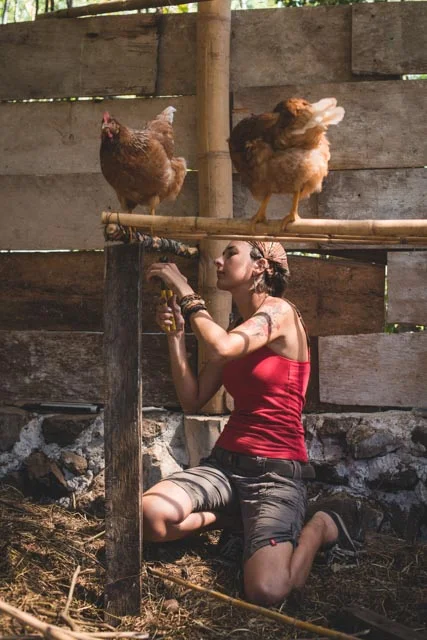 Atitlan Organics Chickens