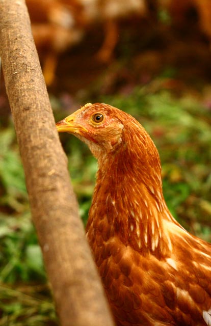 Atitlan Organics Chicken