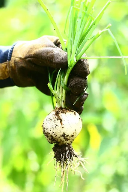 Atitlan Organics Onion