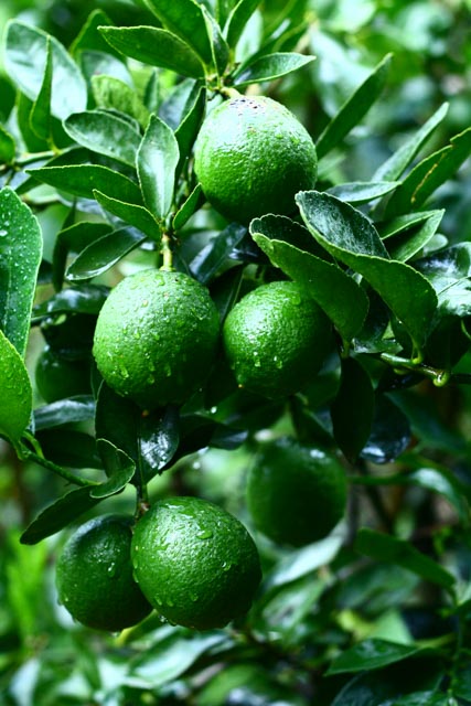 Atitlan Organics Limes