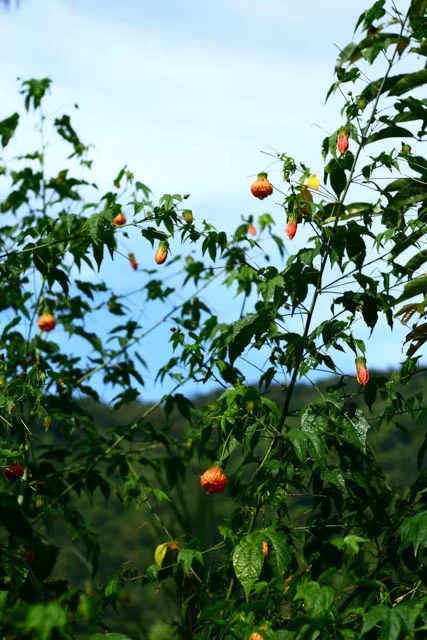 Atitlan Organics Flowers