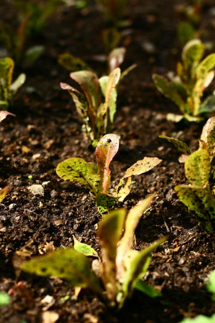 Atitlan Organics Lettuce