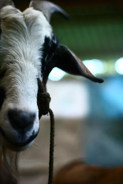 Atitlan Organics Goat