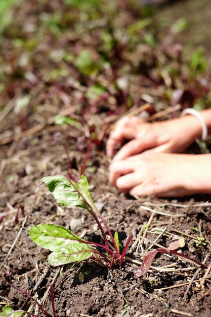 Lettuce Planting Atitlan Organics