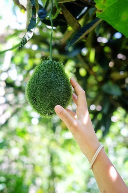 Atitlan Organics Fruit