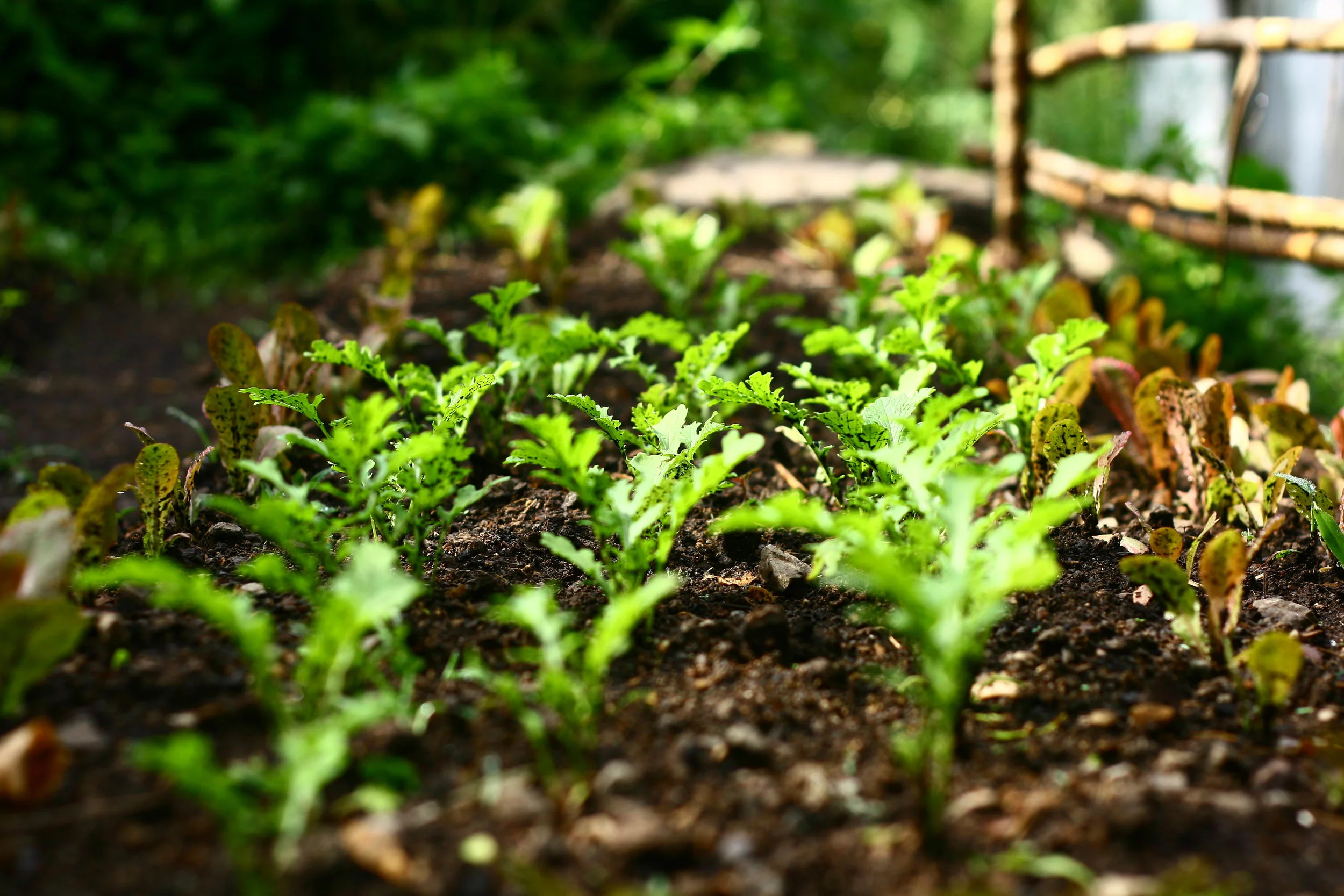 Atitlan Organics Permaculture Farm, Permaculture, Tzununa, Lake Atitlan, Guatemala, Central America, Regenerative Agriculture, Organic