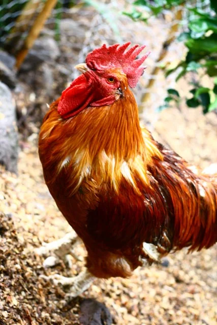 Chickens, Atitlan Organics, Permaculture Design Certification Course, PDC, Permaculture, Regenerative Agriculture, Tzununa, Lake Atitlan, Guatemala, Central America 