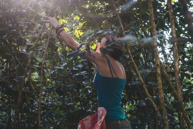 Coffee Harvest, Atitlan Organics, Food Forest, Permaculture Design Certification Course, Permaculture, PDC, Sustainability, Regenerative Agriculture, Tzununa, Lake Atitlan, Guatemala, Central America
