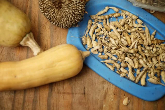 Seed Saving, Atitlan Organics, Permaculture Design Certification Course, PDC, sustainability, regenerative agriculture, Permaculture, Lake Atitlan, Tzununa, Guatemala, Central America
