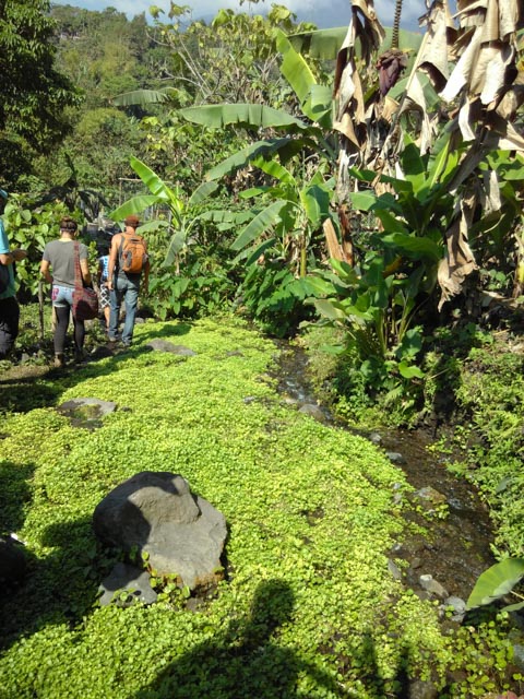 Watercress River terraces at Quixya (Atitlan Organics field trip), Permaculture Design Certification Course, PDC, sustainability, regenerative agriculture, Permaculture, Lake Atitlan, Tzununa, Guatemala, Central America