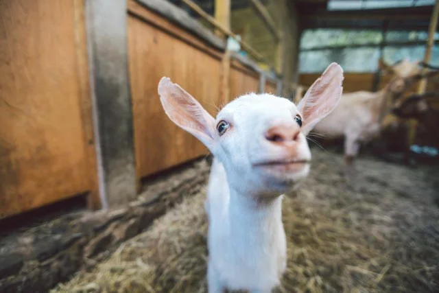 Goat Cheese, Feta