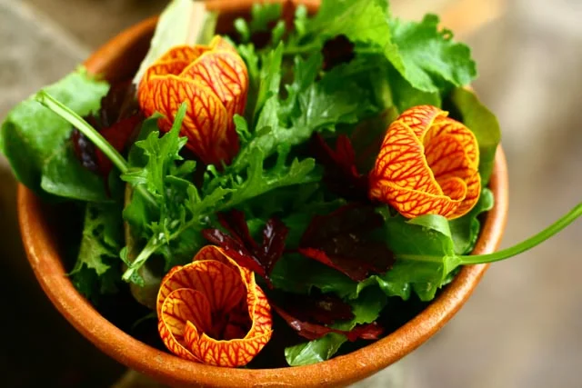 Edible Flowers, Tropical Cotton Flower