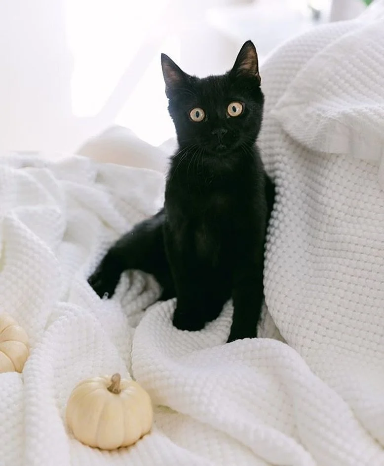 I&rsquo;ve waited all year to post this adorable photo! I love it for the cuteness-factor, but also, every time I see it, I just feel all warm and fuzzy and sort of innocent. 

That&rsquo;s your top question: how do you want you customer/guest/board 