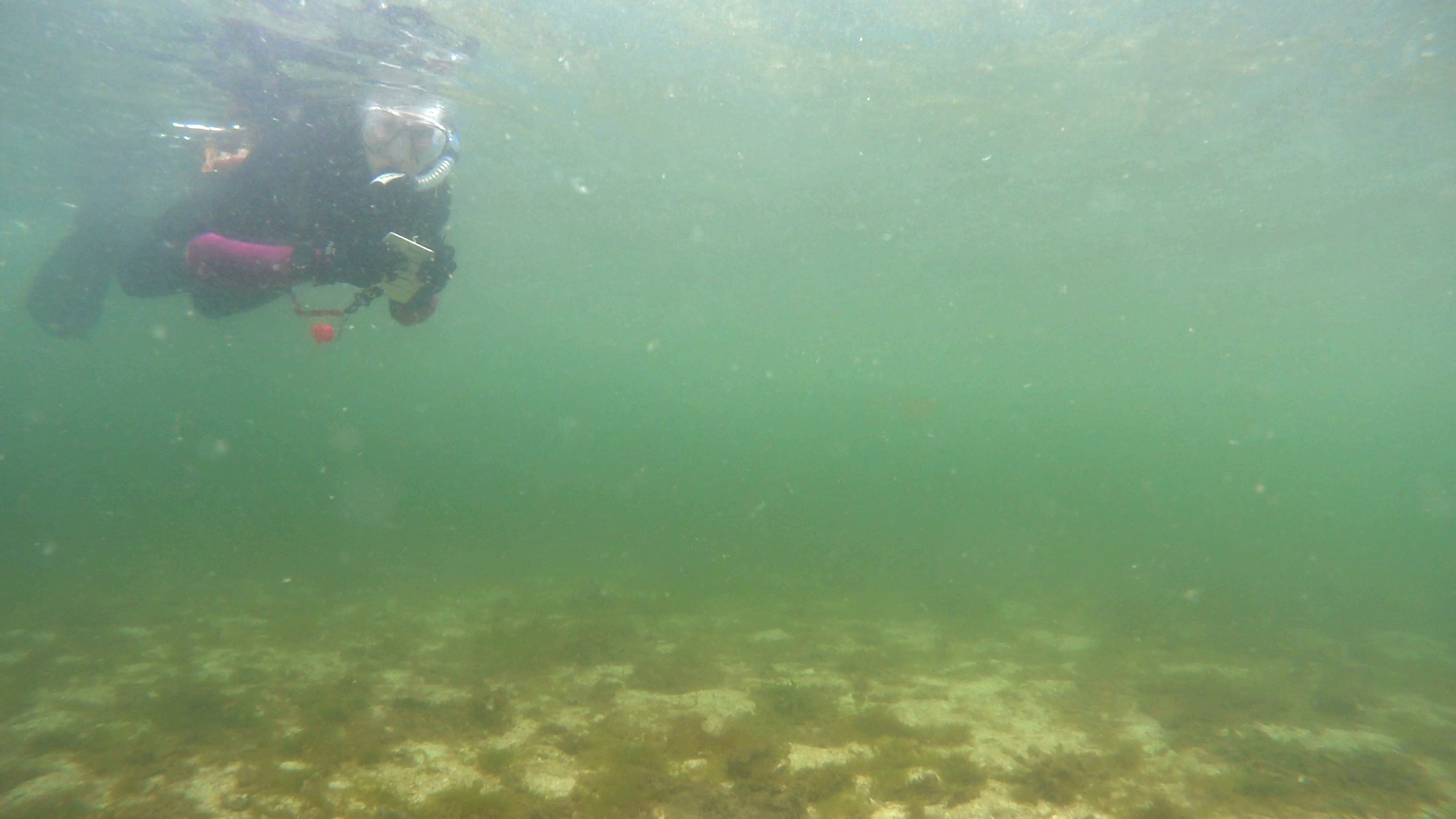 Snorkel.png
