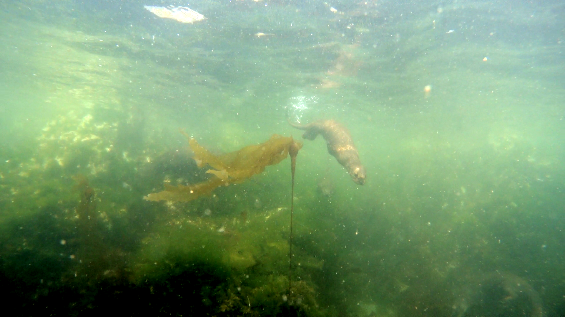 otter_in_kelp.png