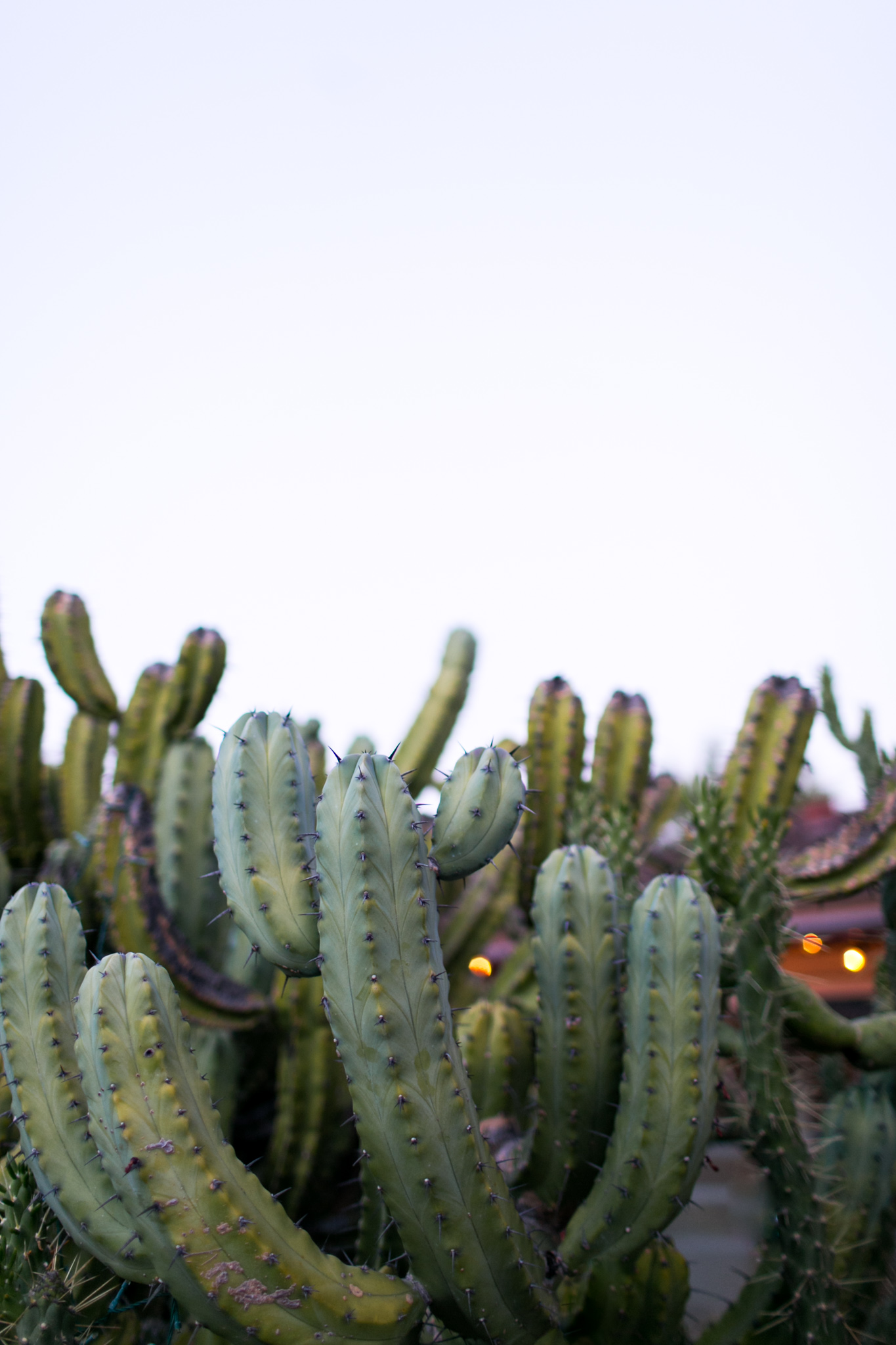 cacti-1.jpg