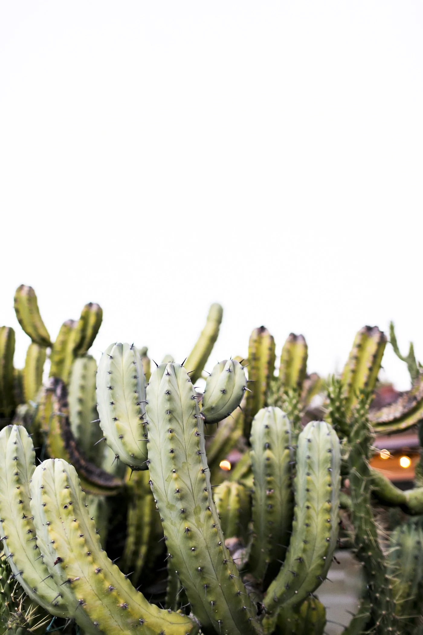 CACTI_ElliLaurenPhoto_163B6905-Edit.jpg