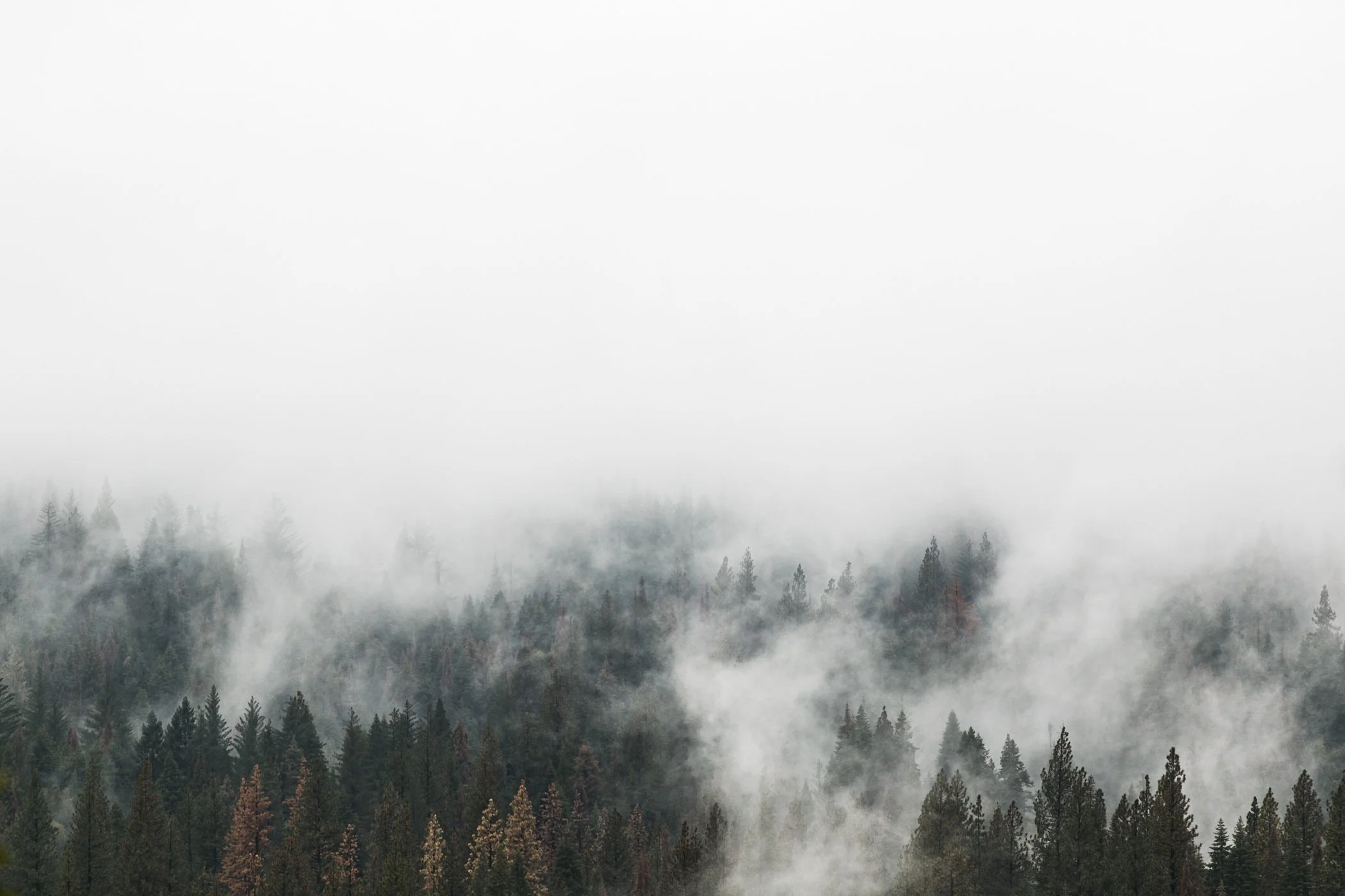 FOREST_ElliLaurenPhoto_163B2062-Edit.jpg