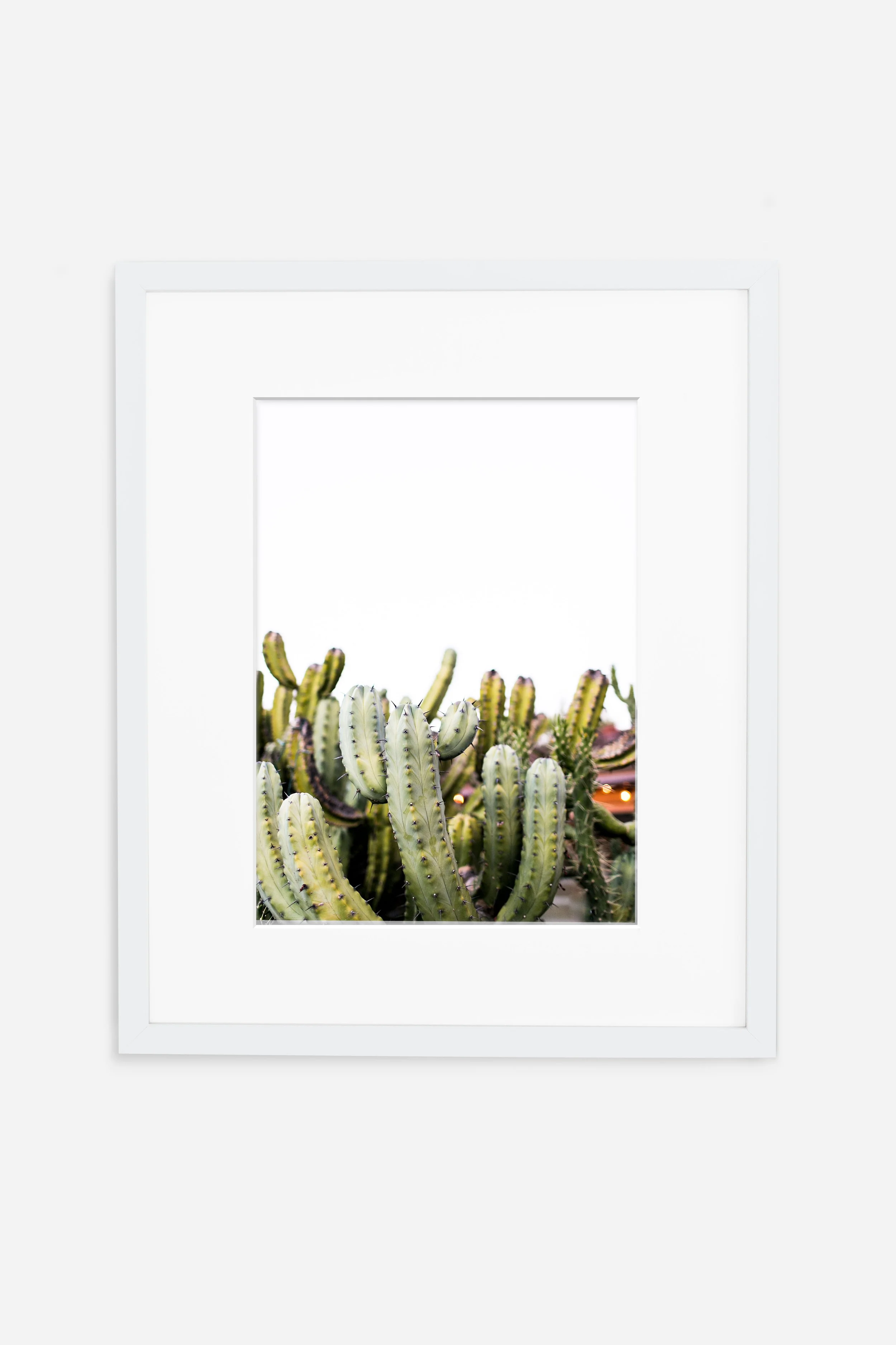CACTI_WHITE.jpg