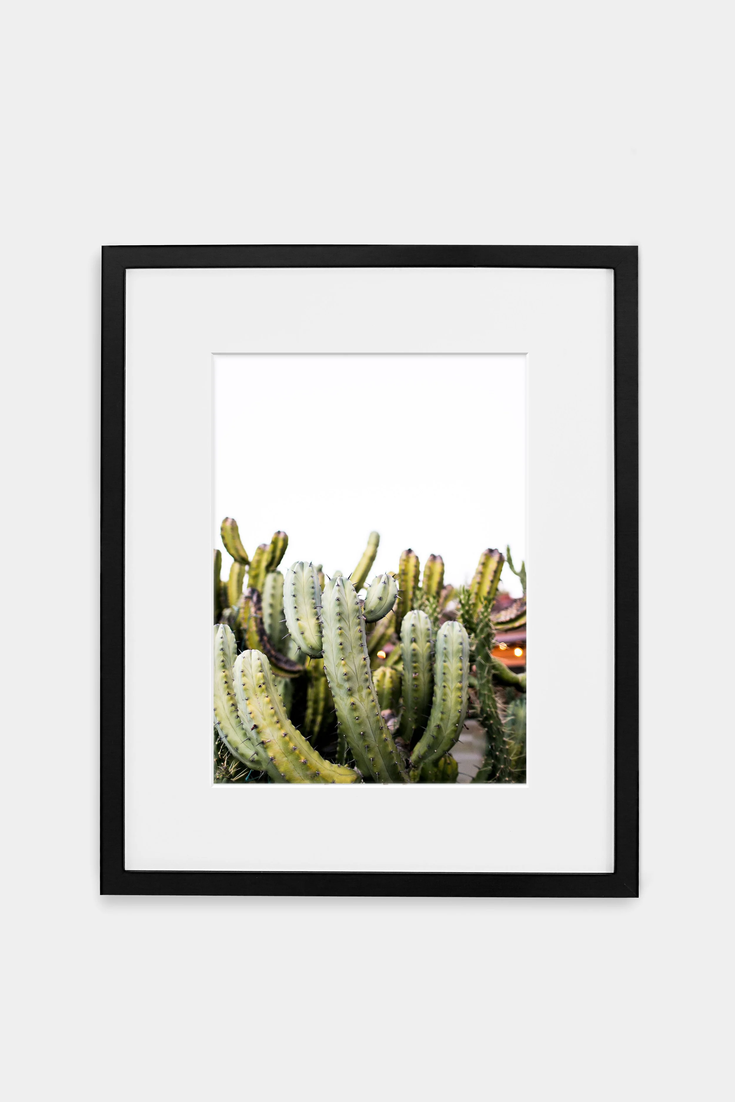 CACTI-GALLERY-BLACK.jpg