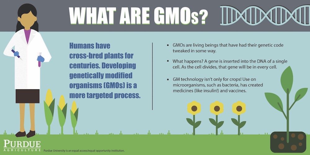 The Difference Between GMOs & Non-GMOs