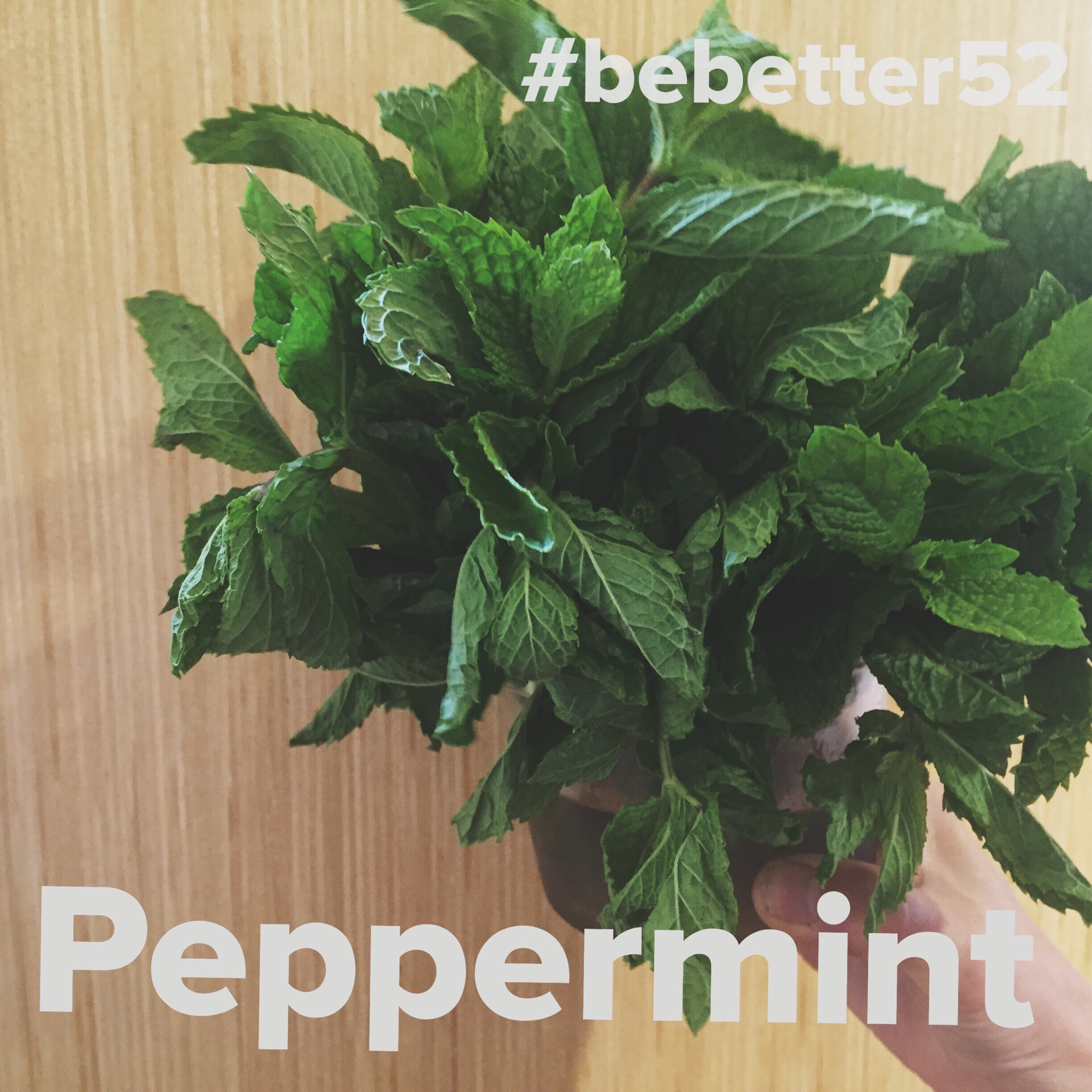 peppermint.jpg