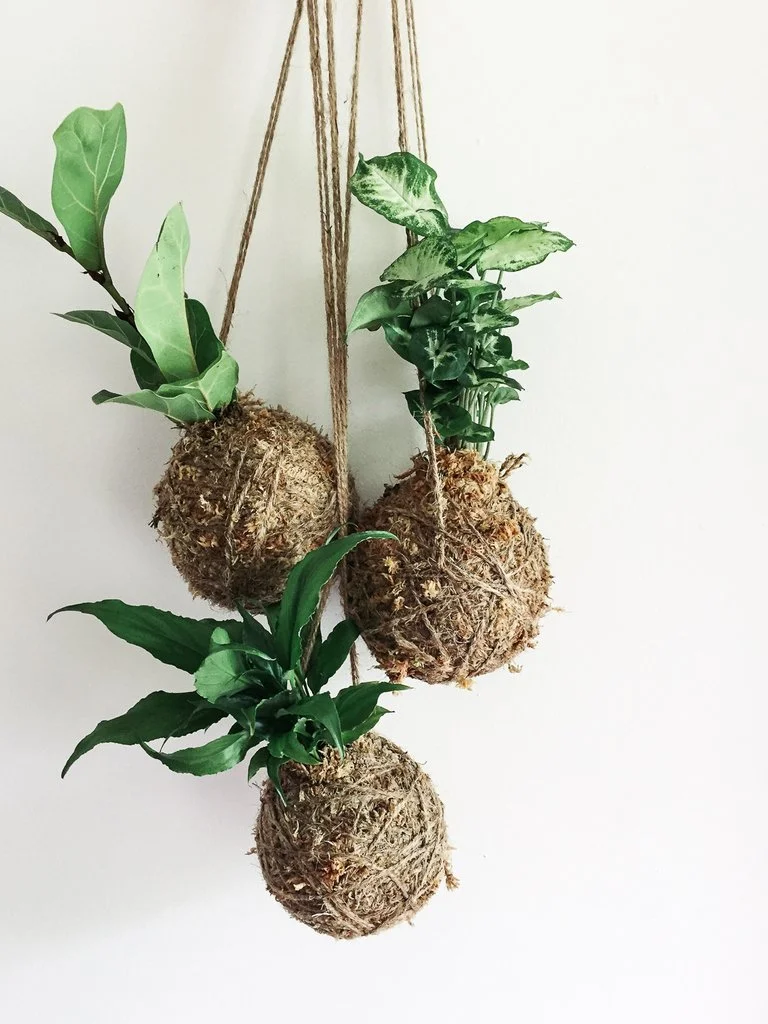 download kokedama for free download kokedama for free