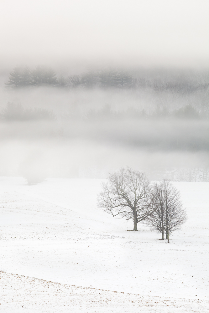 Reservoir Trees