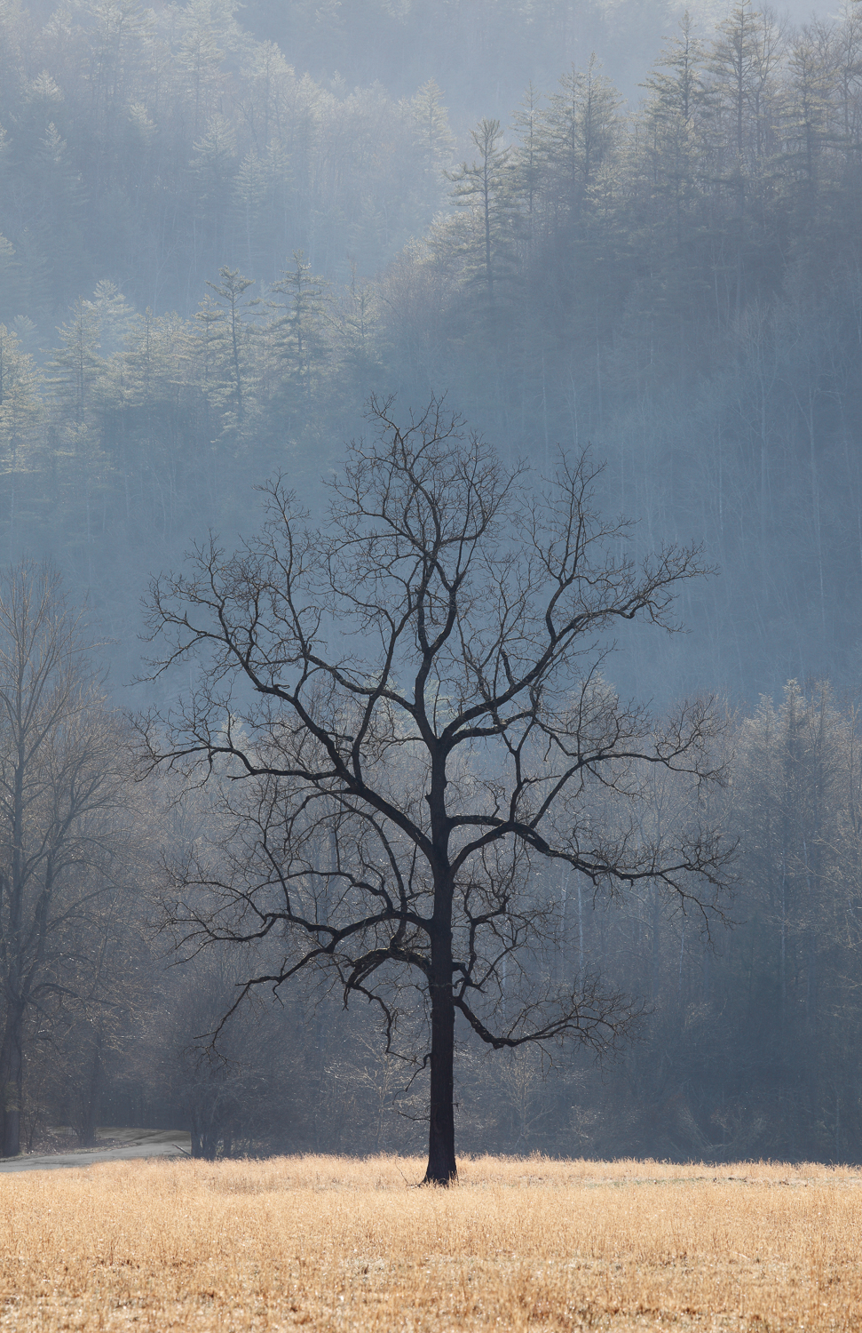 Cataloochee Tree