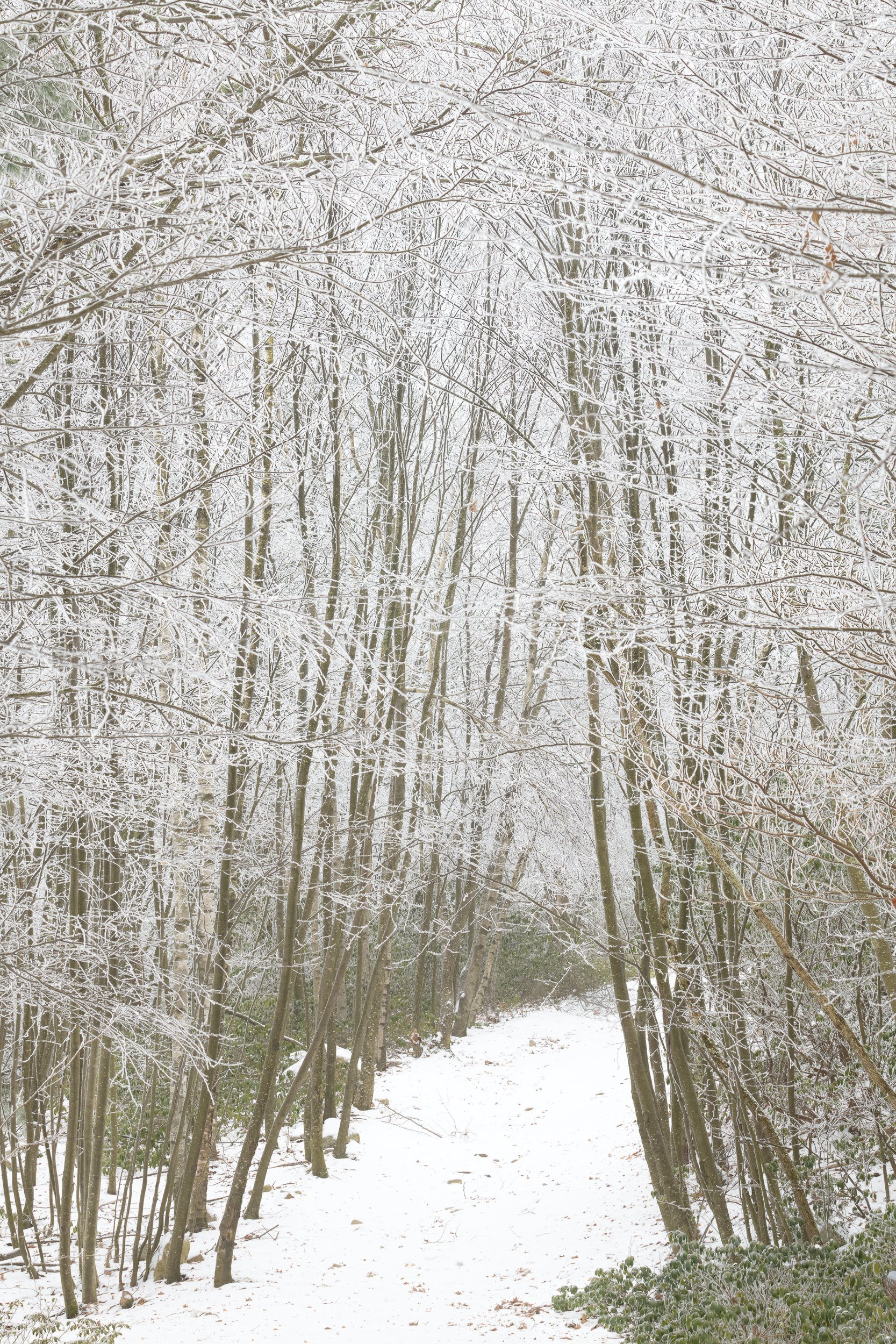 Tree Lines