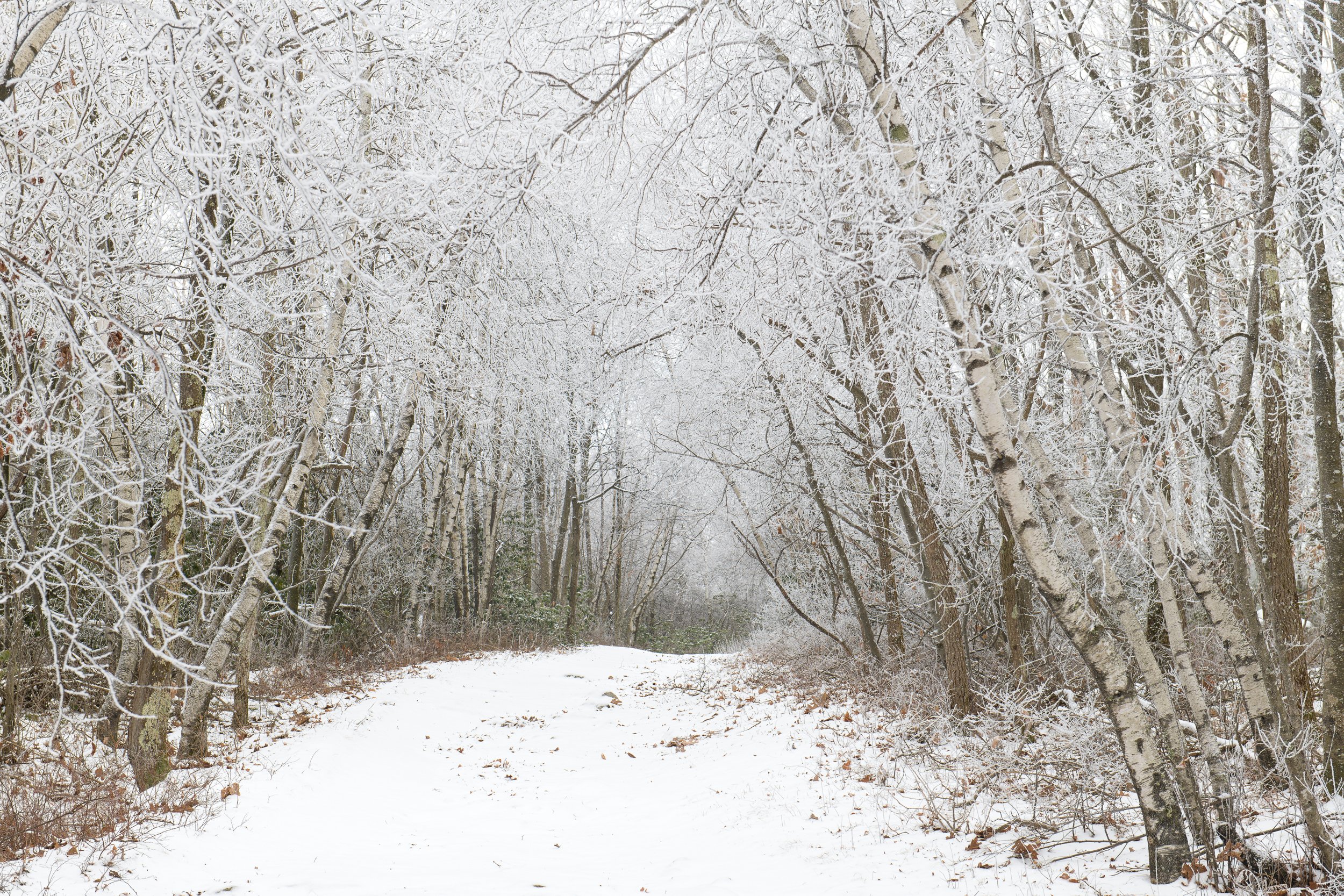 Winter Welcome