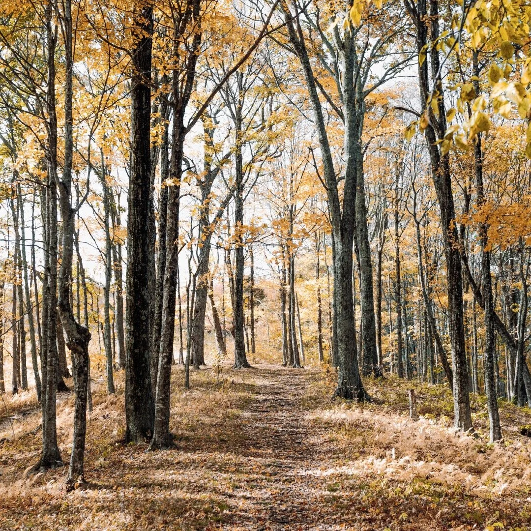 Autumn Equinox + Syncing with the Season