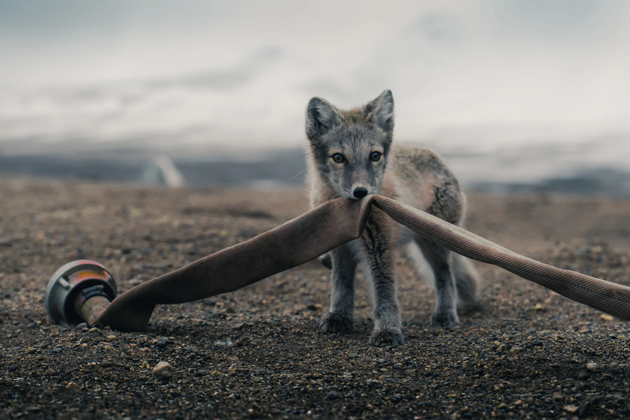 Arctic fox cub playing with the research station’s water pump. North-East Greenland 2017