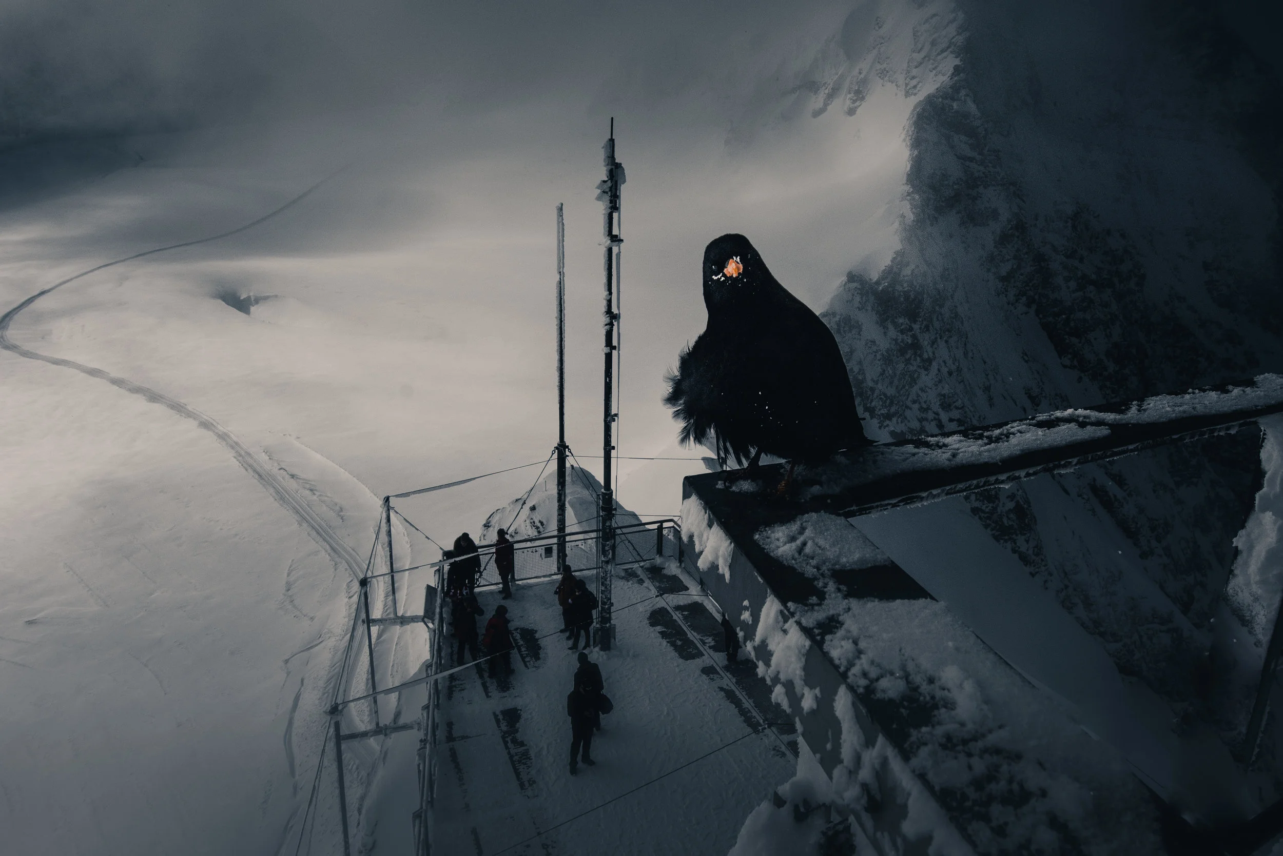 Alpine Crow on the top of Jungfraujoch research station. Switzerland 2017