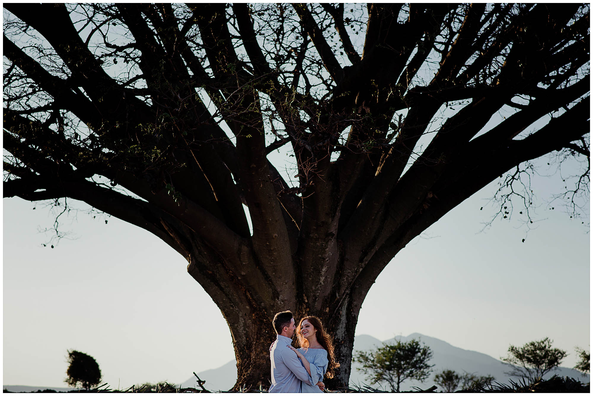 arbol_tequila_jalisco.jpg