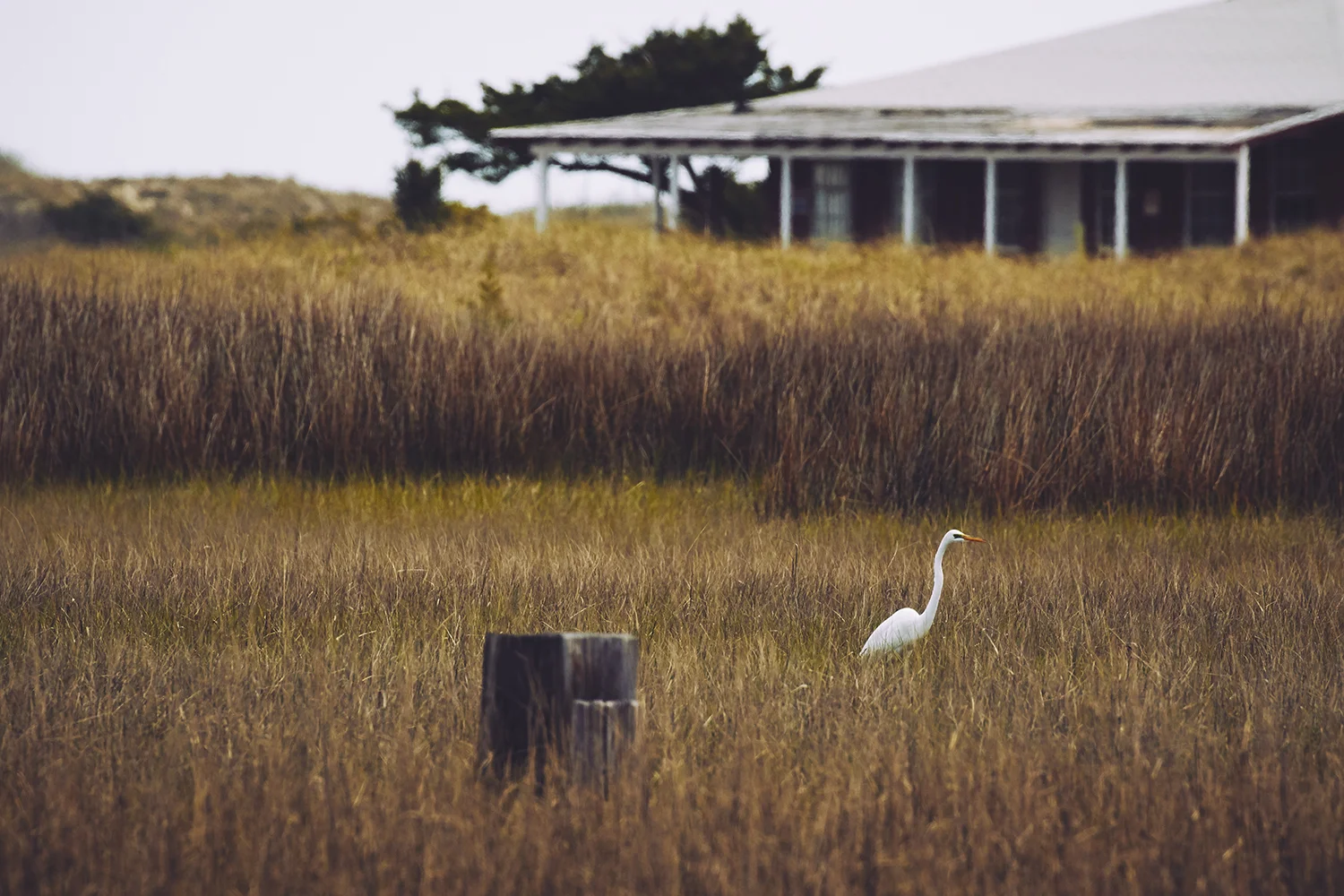Great Egret