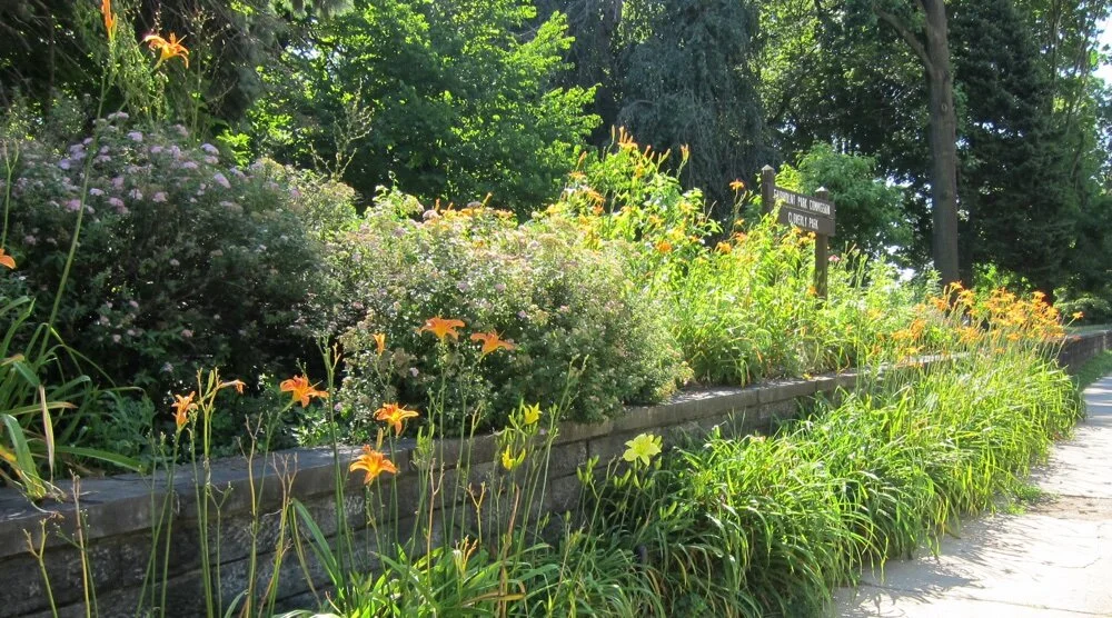 Daylilies