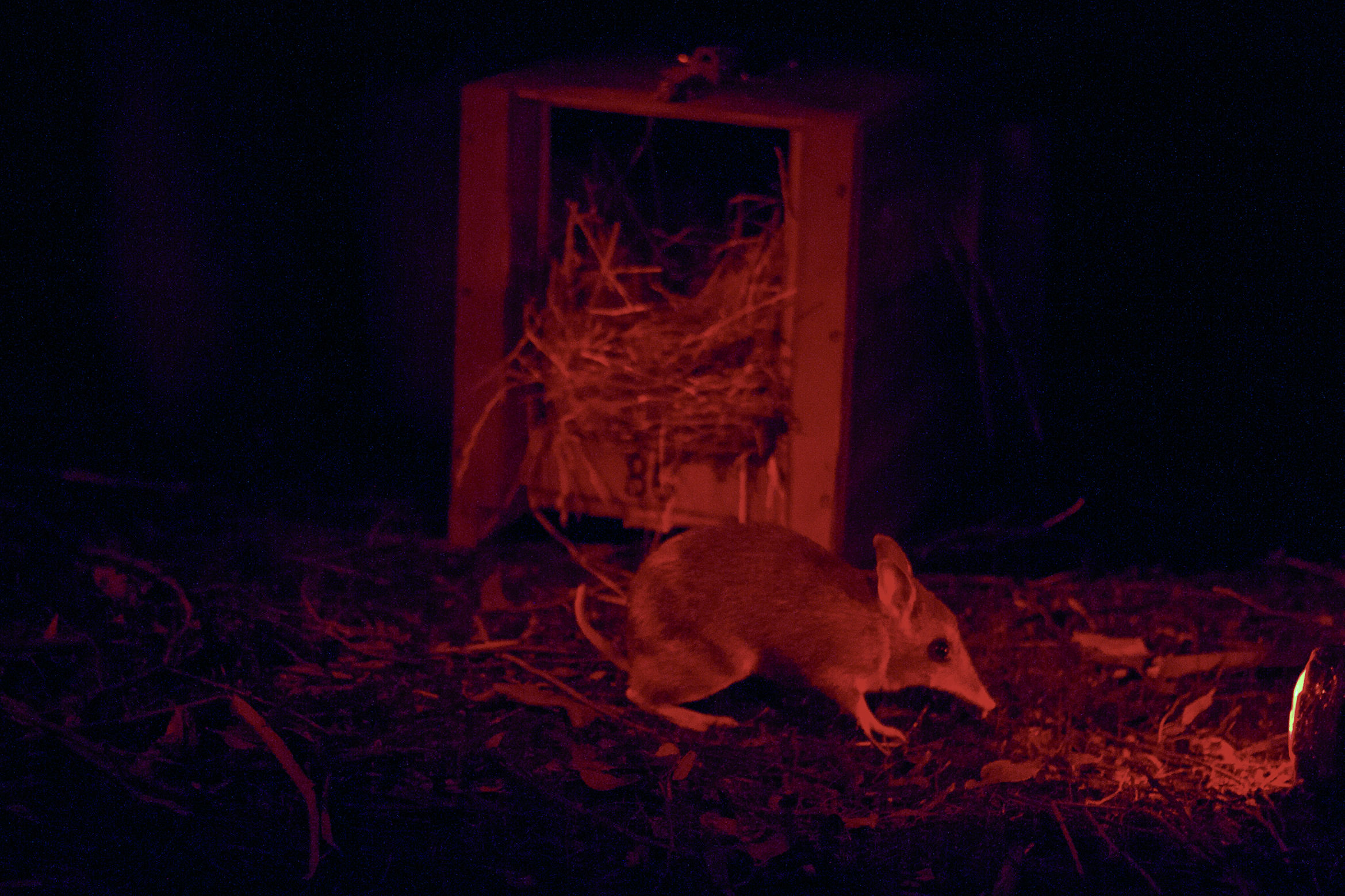 Special Delivery! Beaufort the eastern barred bandicoot is released into Woodleigh School’s Brian Henderson Wildlife Reserve as part of the school’s partnership with Zoos Victoria.