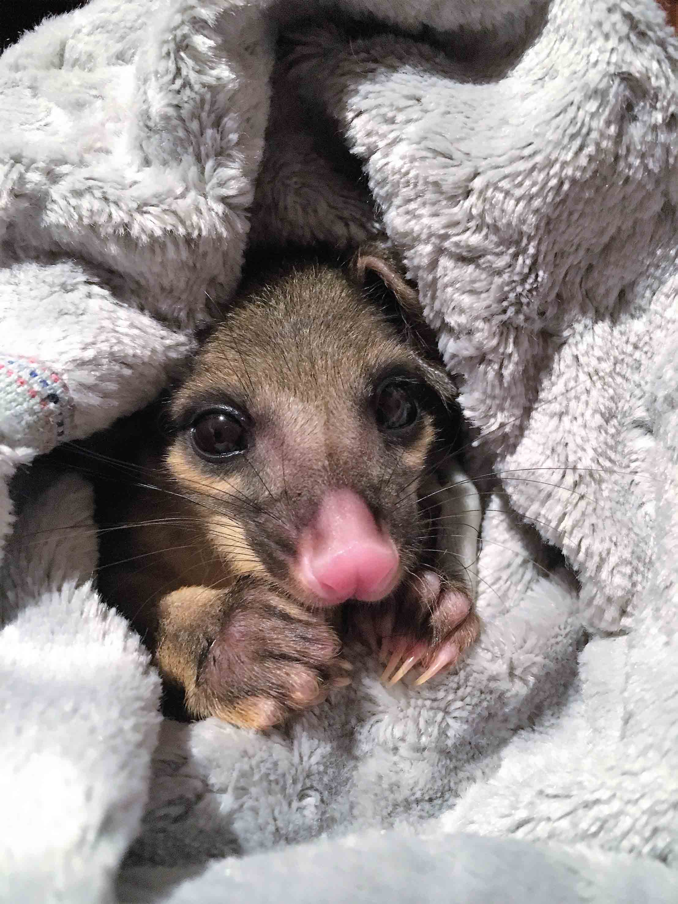 orphaned ringtail possum in care_AWARE Wildlife Rescue 2018 copy.jpg
