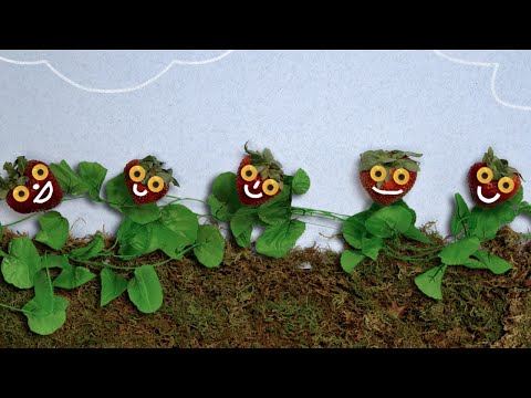 CIR - A Brief History of the Modern Strawberry | Role: Sound Design, mixing