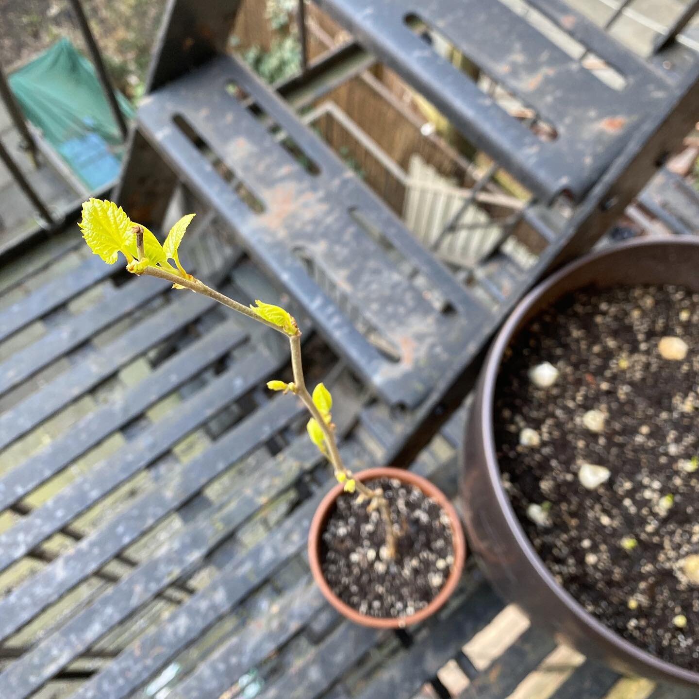 防火梯上的不知名植物開始冒新葉，蔥蒜們也開始長高了。 ⠀
⠀
＊＊＊＊＊
⠀
⠀
A unknown plant on the fire escape is growing leaves, and the scallion garlic patch is growing upwards!