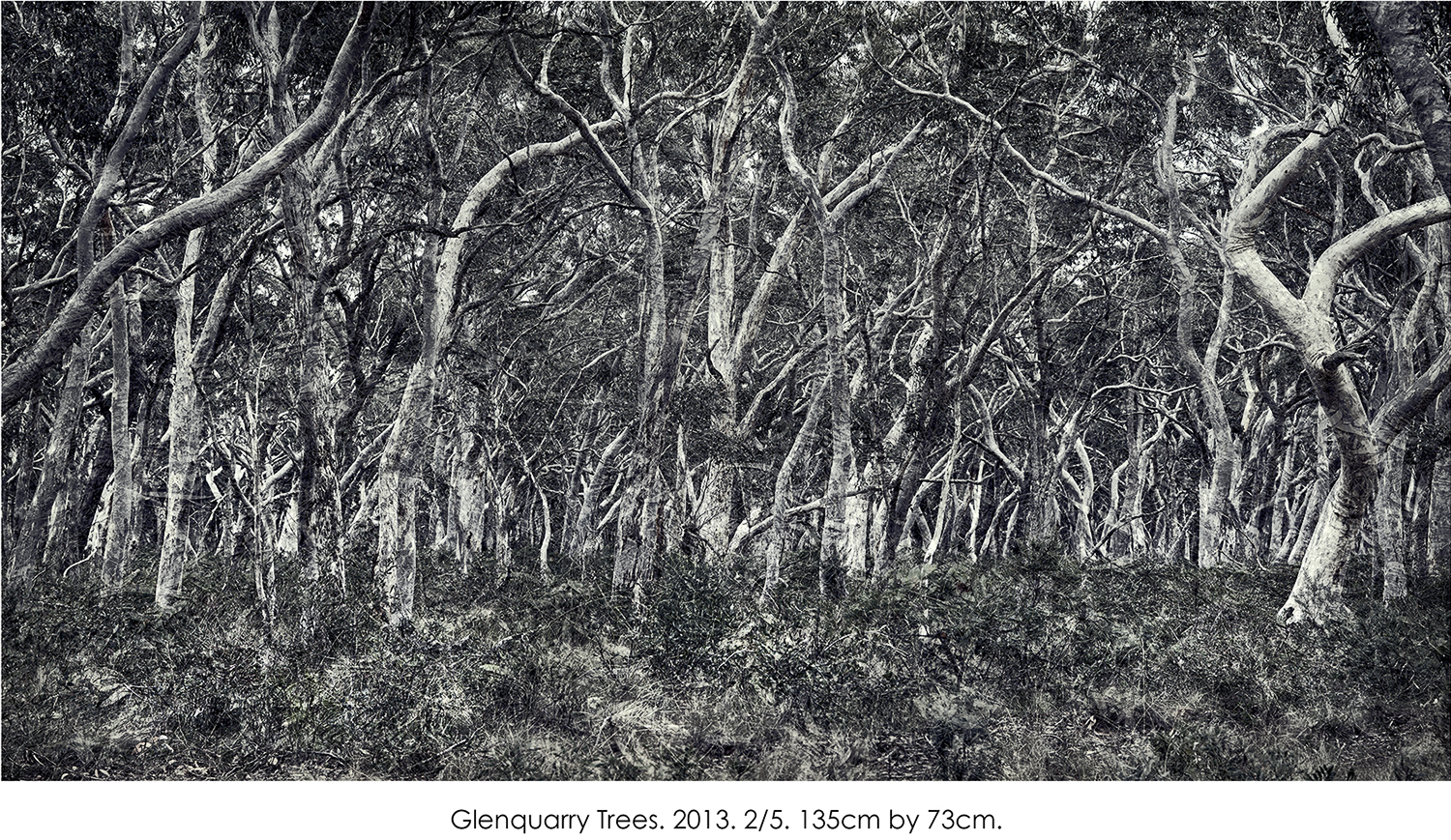 Glenquarry Trees.jpg