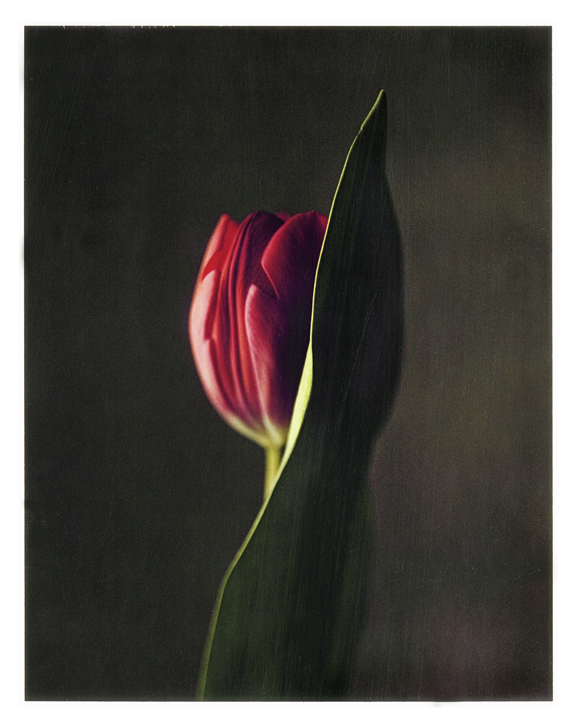 painted-tulip.jpg