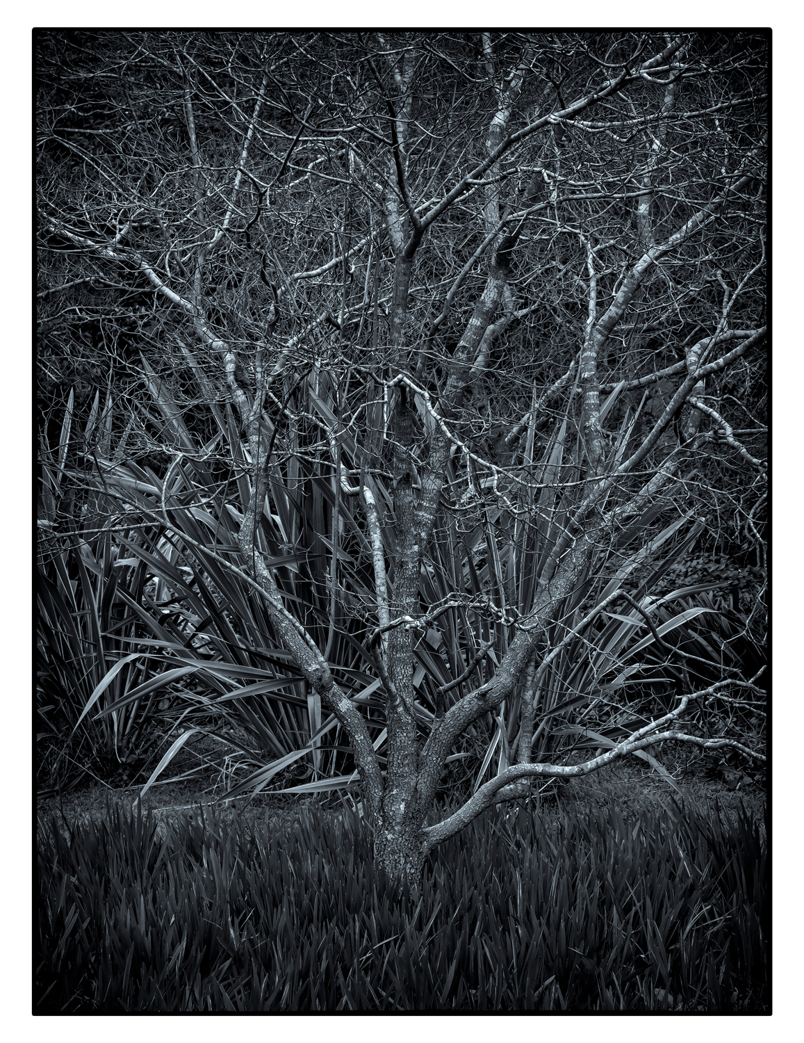 tree-2.3.jpg
