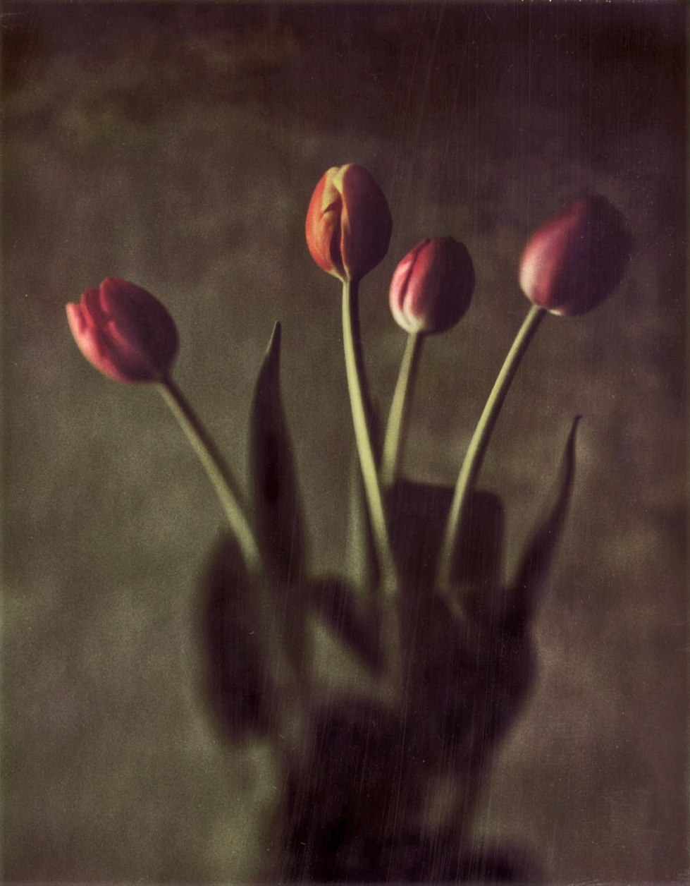 Tulips4.jpg