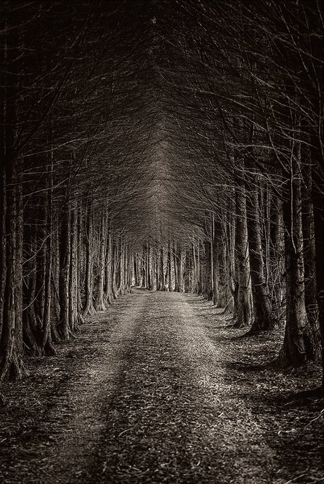 Enchanted+Road.jpg